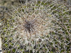 Mammillaria gigantea
