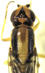 Chlorops occipitalis