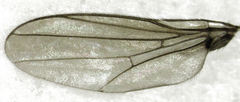 Chlorops occipitalis