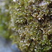 Olive Beard Moss - Photo (c) Belinda Lo, some rights reserved (CC BY-NC-SA)