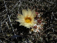 Coryphantha clavata clavata