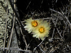 Coryphantha clavata clavata