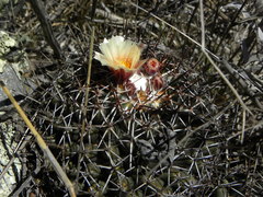 Coryphantha clavata clavata