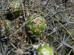 Ferocactus macrodiscus septentrionalis