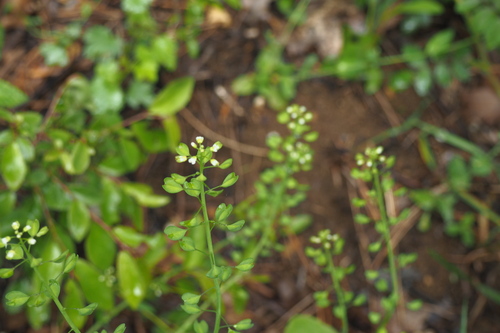 Noccaea perfoliata, photograph 4