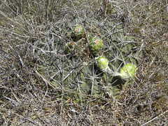 Ferocactus macrodiscus septentrionalis