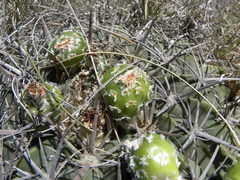 Ferocactus macrodiscus septentrionalis