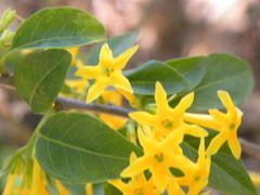 Cestrum oblongifolium