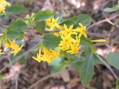 Cestrum oblongifolium