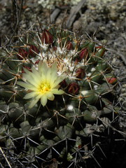 Coryphantha clavata clavata