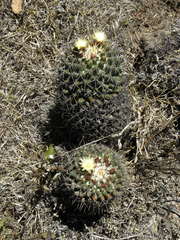 Coryphantha clavata clavata