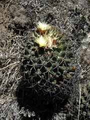 Coryphantha clavata clavata