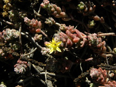 Sedum pacense
