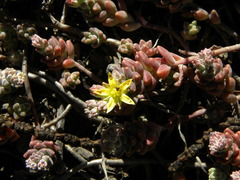Sedum pacense