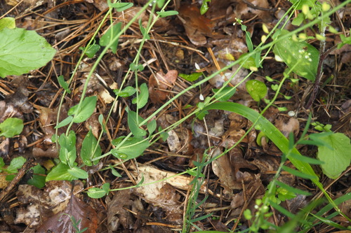 Noccaea perfoliata, photograph 5
