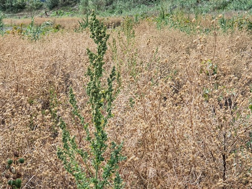 Chenopodium opulifolium image