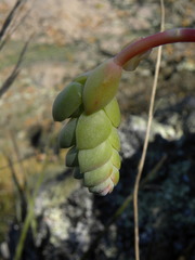 Pachyphytum kimnachii
