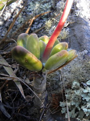 Pachyphytum kimnachii