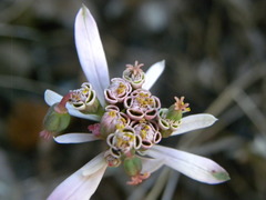 Euphorbia radians