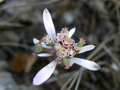 Euphorbia radians