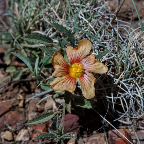 Image of Sida neomexicana by (c) Andrew Tree, some rights reserved (CC BY)