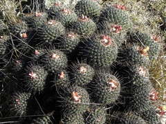 Coryphantha clavata clavata