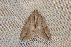 Pseudocoremia lupinata