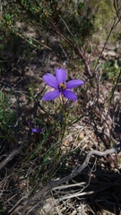 Cheiranthera linearis