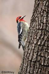 Sphyrapicus ruber × nuchalis