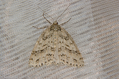 Pseudocoremia rudisata