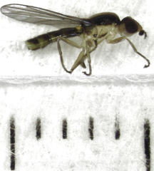 Chlorops occipitalis
