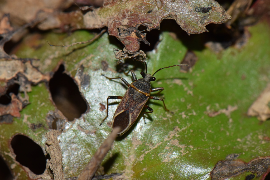 Parvacinocoris
