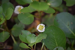 Ludwigia helminthorrhiza
