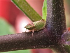 Xerophloea