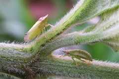 Xerophloea