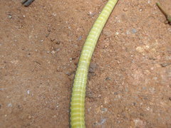 Aparallactus