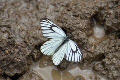 Aporia bieti