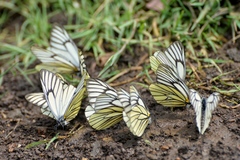 Aporia bieti