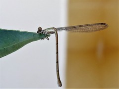 Coenagrionidae