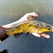 Brown Bullhead - Photo (c) Yifei, some rights reserved (CC BY-NC), uploaded by Yifei