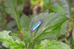 Versigonalia ruficauda