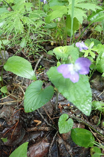 Image of Viola grisea by (c) Rob Foster, some rights reserved (CC BY)