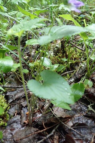Image of Viola grisea by (c) Rob Foster, some rights reserved (CC BY)