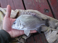 Taiwan Picnic Seabream photo 2