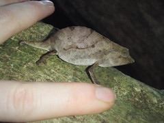 Usambara Stumptail Chameleon photo 3