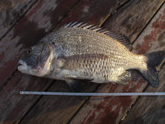 Taiwan Picnic Seabream photo 1