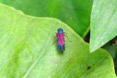 Caragonalia tarsalis