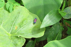 Caragonalia tarsalis