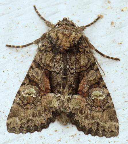 Wandering Brocade Moth photo 5