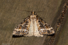 Pseudocoremia leucelaea